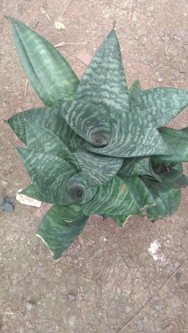 Snake_Plant_(Sansevieria)_-_Indoor_Air_Purifying_Plant_With_Pot