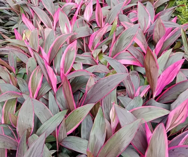 Cordyline_fruticosa,_commonly_known_as_a_Ti_plant_or_Hawaiian