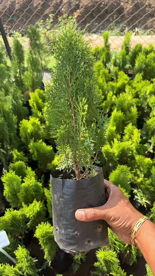 Potted_Evergreen_Conifer_Plant_-_Compact_Ornamental_Tree_For_Home_And_Garden