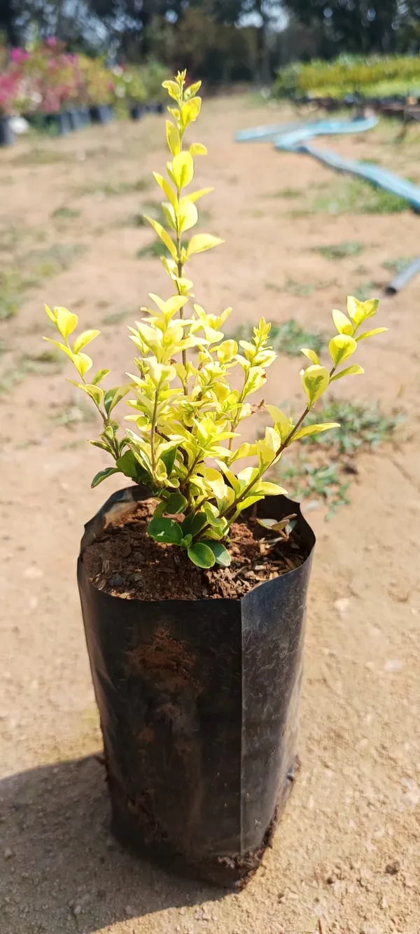 Golden_Yellow_Boxwood_Shrub_Plant_In_Nursery_Pot