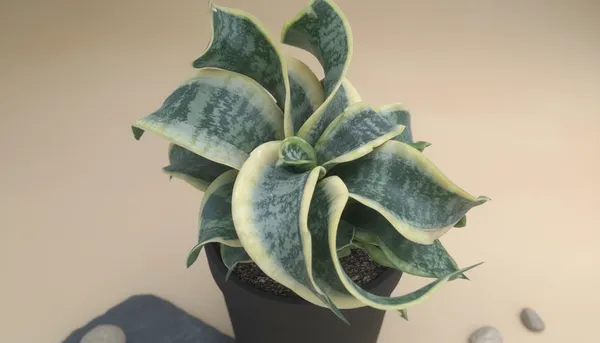 Variegated_Snake_Plant_(Sansevieria_Trifasciata)_-_Live_Indoor_Plant