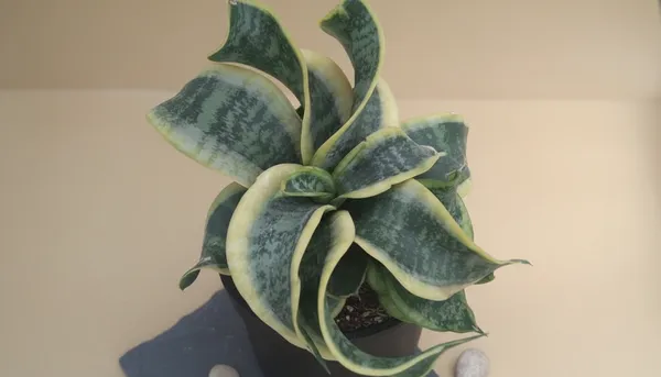 Variegated_Snake_Plant_(Sansevieria_Trifasciata)_-_Live_Indoor_Plant