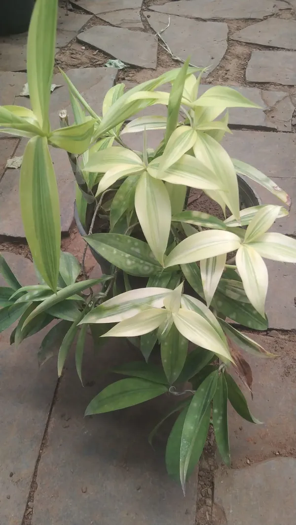 Dracaena_surculosa,_commonly_known_as_the_Gold_Dust_Dracaena_or_Japanese_Bamboo.