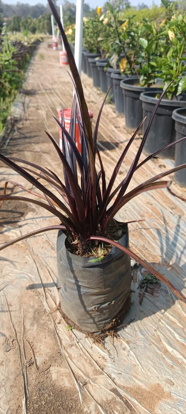 Cordyline_Red_Star_Live_Ornamental_Plant_In_Pot