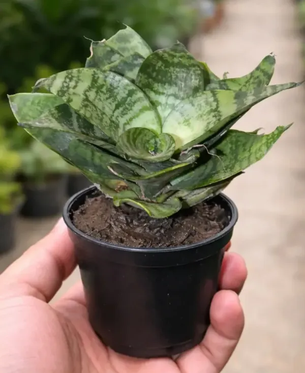 Snake_Plant_(Sansevieria)_-_Variegated_Indoor_Plant