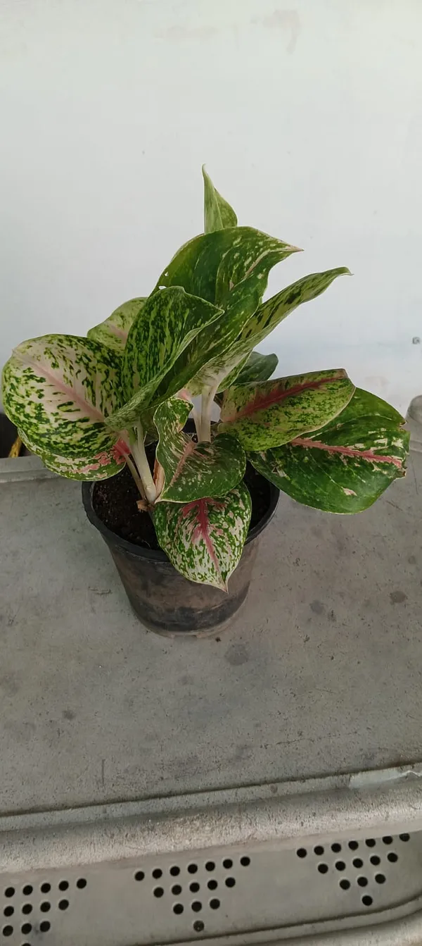 Snake_Plant_(Sansevieria)_-_Variegated_Indoor_Plant