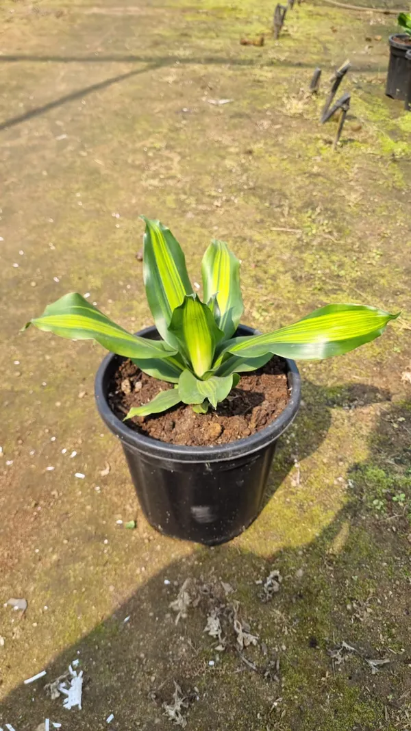 Potted_Foliage_Plant_In_Nursery_Pot