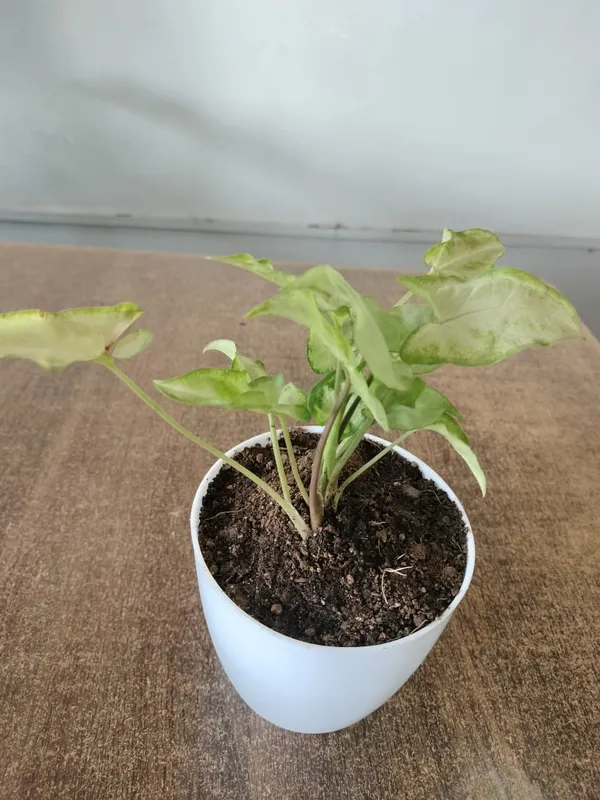 Syngonium_Pink_Indoor_Plant_In_White_Ceramic_Pot