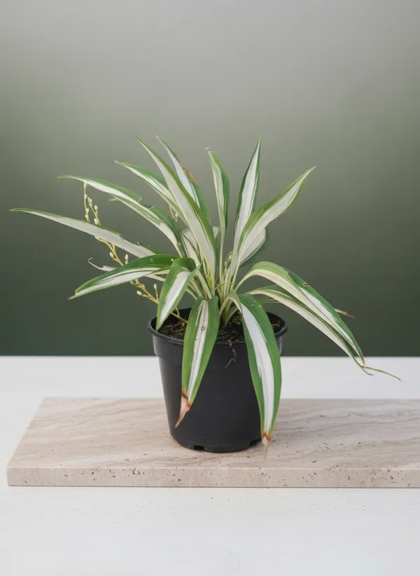 Variegated_Dracaena_Indoor_Plant_With_Striped_Foliage