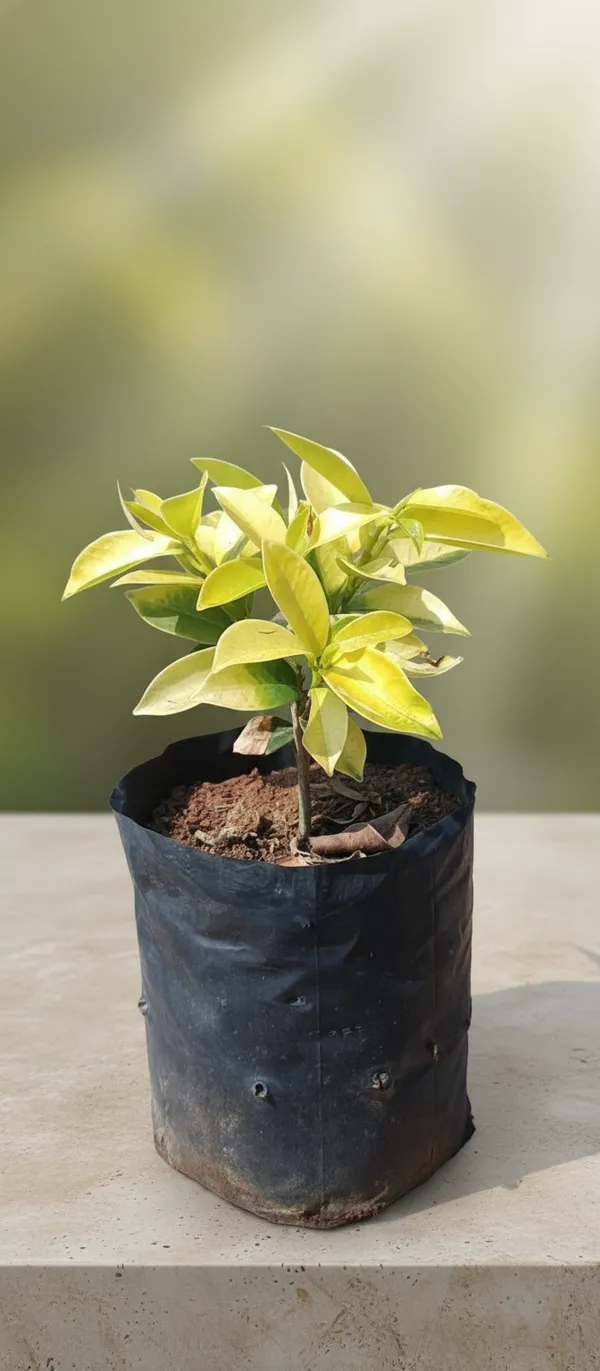 Ficus_Panda