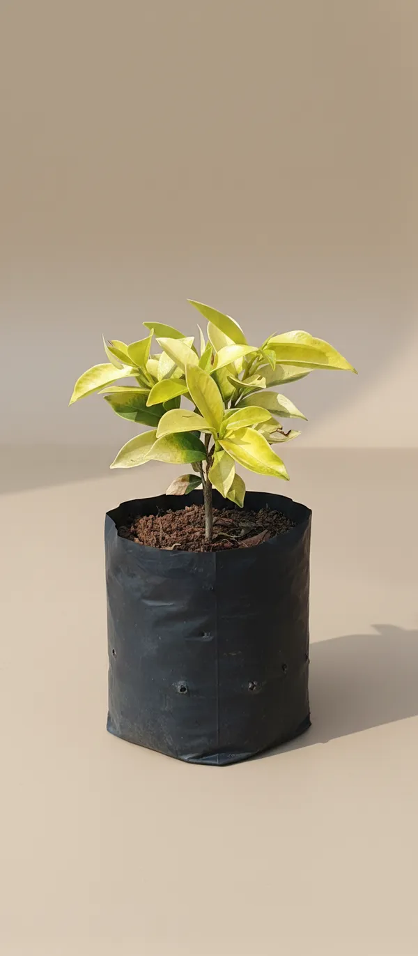 Ficus_Panda