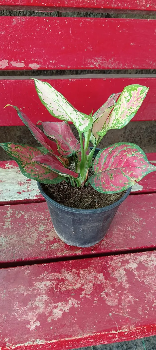 Aglaonema_'Valentine'_(also_known_as_a_Chinese_Evergreen)