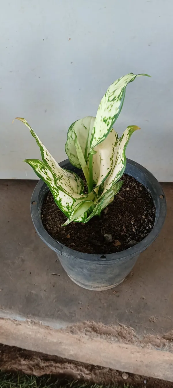 Variegated_Green_And_White_Indoor_Plant_With_Pot