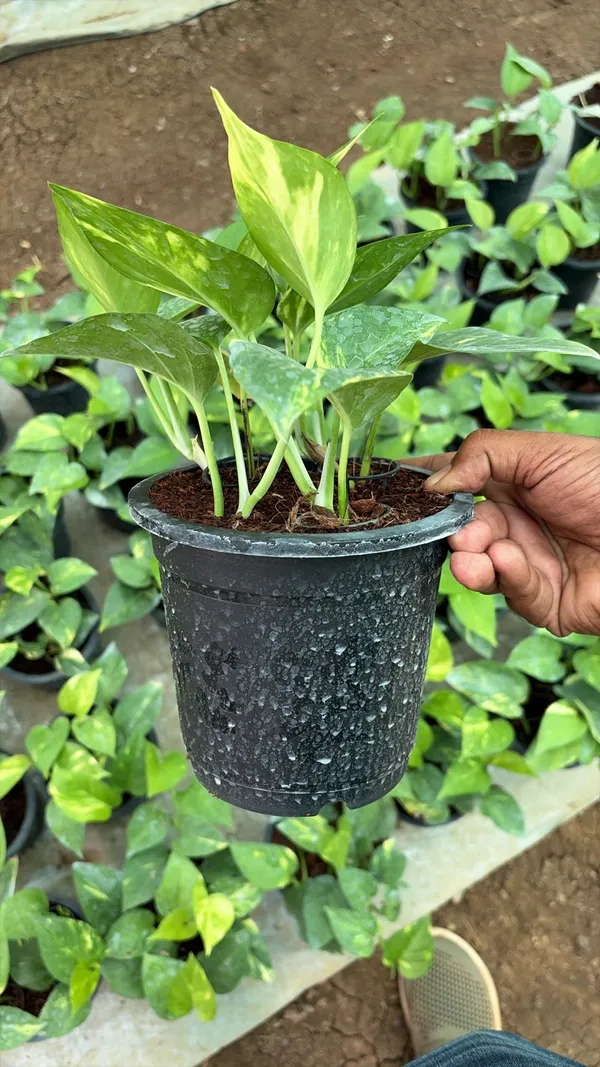 Variegated_Pothos_Indoor_Plant_In_Nursery_Pot