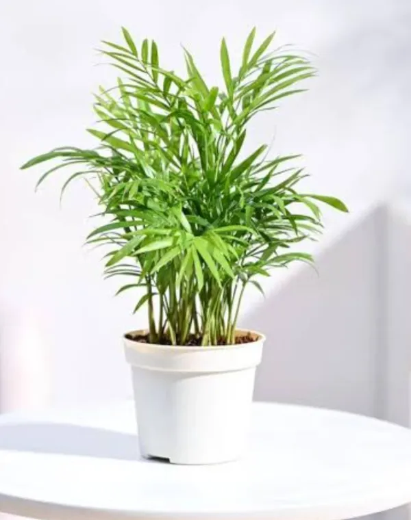 Chamaedorea_Elegans_(Parlour_Palm)_-_Indoor_Air_Purifying_Plant_With_Pot
