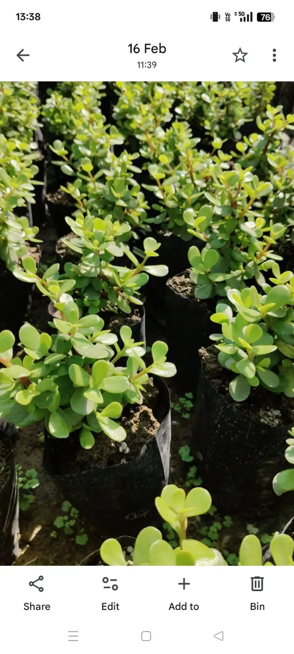 Jade_Plant_Succulent_In_Nursery_Pot_-_Indoor_Green_Plant