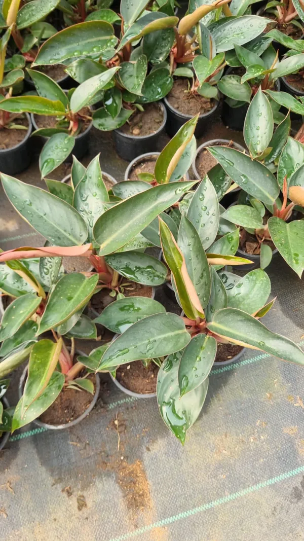 Ficus_Elastica_(Rubber_Plant)_-_Indoor_Decorative_Plant_In_Grow_Pot