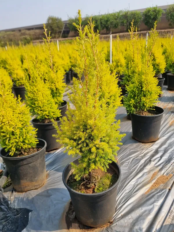 Golden_Cypress_(Cupressus_macrocarpa_'Goldcrest'),_or_Golden_Lemon_Cypress