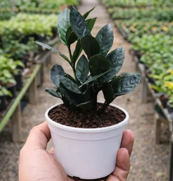 Zz_Plant_(Zamioculcas_Zamiifolia)_-_Live_Indoor_Plant_With_Glossy_Dark_Green_Leaves