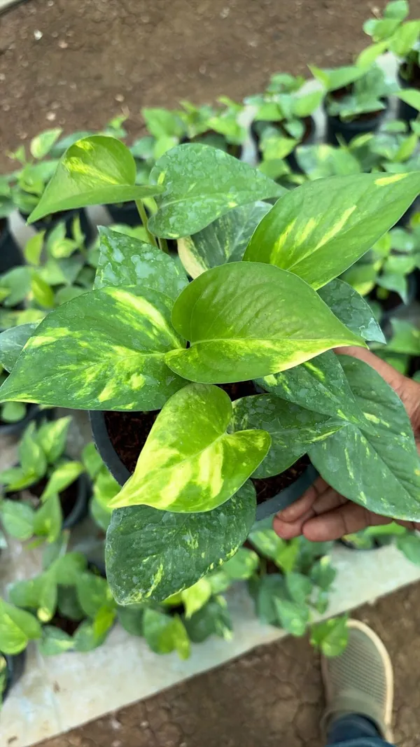 Variegated_Pothos_Indoor_Plant_In_Nursery_Pot