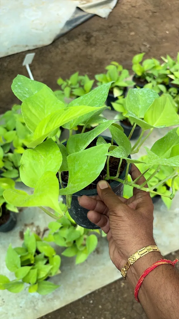 Green_Leafy_Vegetable_Seedling_Tray_-_Healthy_Saplings_For_Home_Gardening