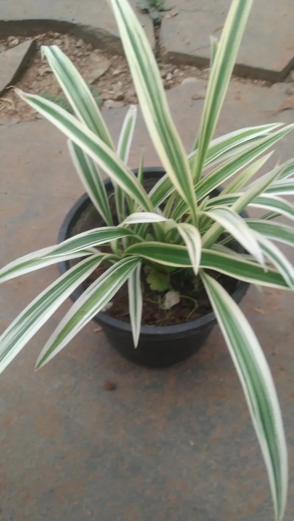 Variegated_Spider_Plant_In_Black_Pot_-_Indoor_Air_Purifying_Plant
