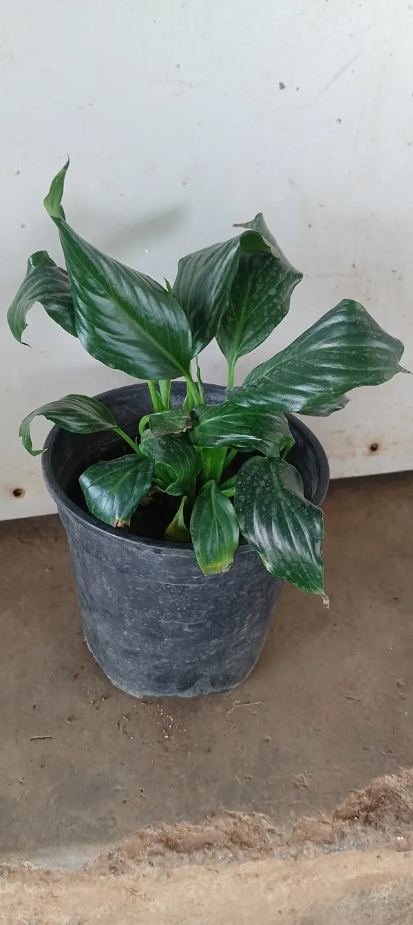 Spathiphyllum_Peace_Lily_Indoor_Plant_In_Black_Pot