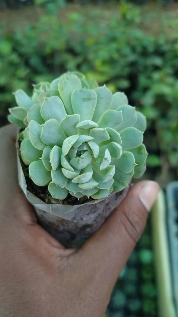 Green_Succulent_Plant_With_Pot_-_Live_Indoor_Plant