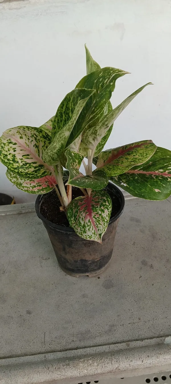 Variegated_Aglaonema_Indoor_Plant_In_Black_Pot
