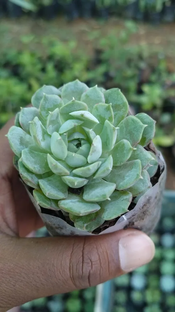 Green_Succulent_Plant_With_Pot_-_Live_Indoor_Plant