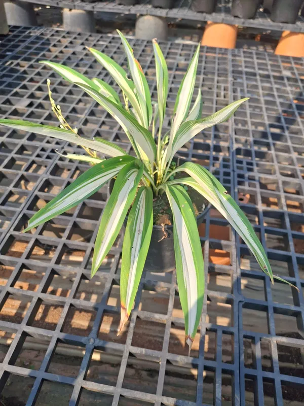 Variegated_Dracaena_Indoor_Plant_With_Striped_Foliage