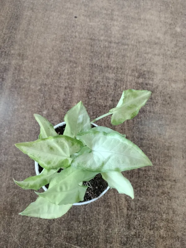 Arrowhead_Plant_(Syngonium_Podophyllum)_-_Indoor_Air_Purifying_Plant