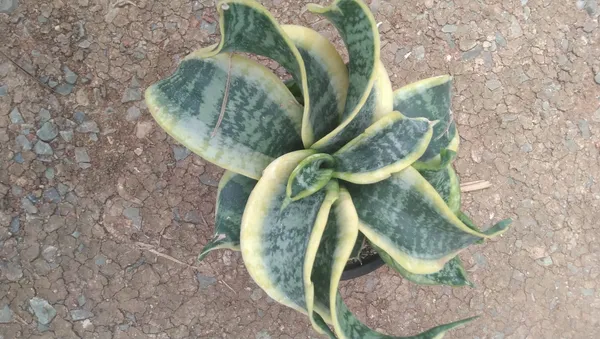 Variegated_Snake_Plant_(Sansevieria_Trifasciata)_-_Live_Indoor_Plant