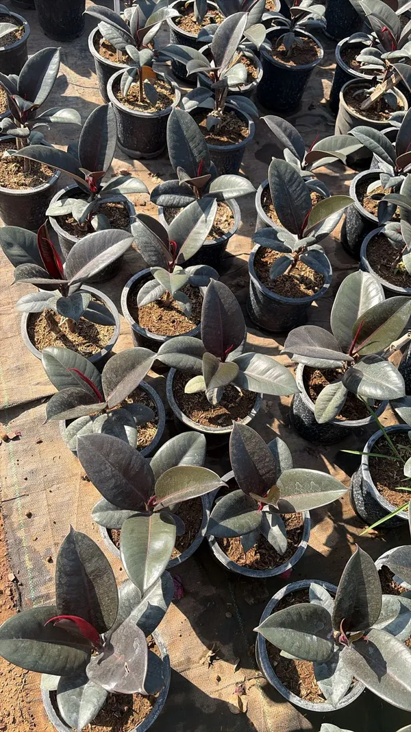 Rubber_Plant_(Ficus_Elastica)_-_Live_Indoor_Plant_In_Nursery_Pot