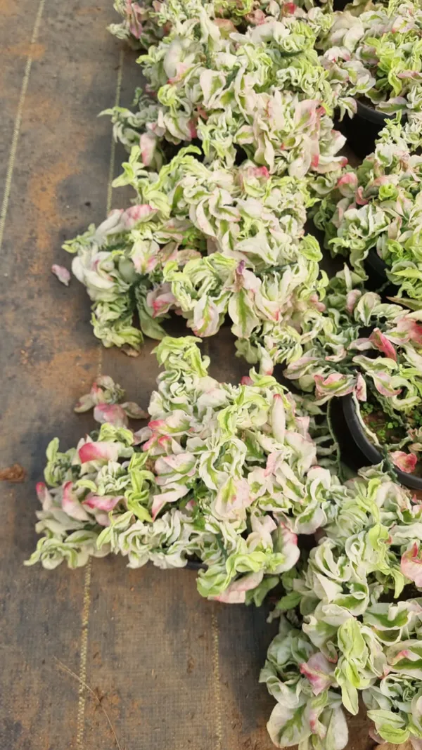 Pedilanthus_Curly_Pink