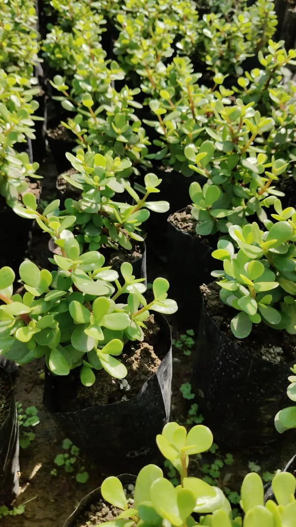 Jade_Plant_Succulent_In_Nursery_Pot_-_Indoor_Green_Plant