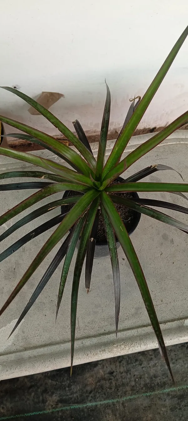 Dracaena_Marginata_(Dragon_Tree)_-_Indoor_Air-Purifying_Plant