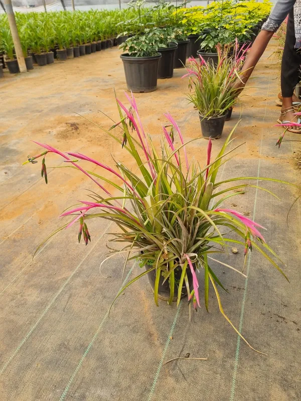 Billbergia_nutans,_commonly_known_as_Queen's_Tears_or_Friendship_Plant.