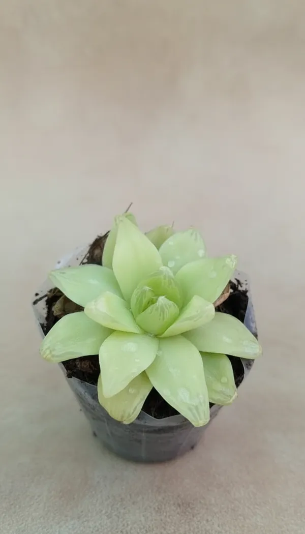 Pale_Yellow_Lotus-Shaped_Succulent_Plant_In_Pot
