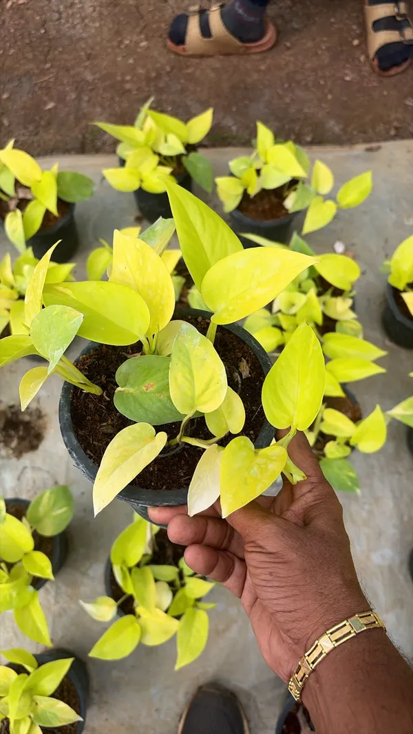 Money_Plant_(Epipremnum_Aureum)_-_Live_Indoor_Plant