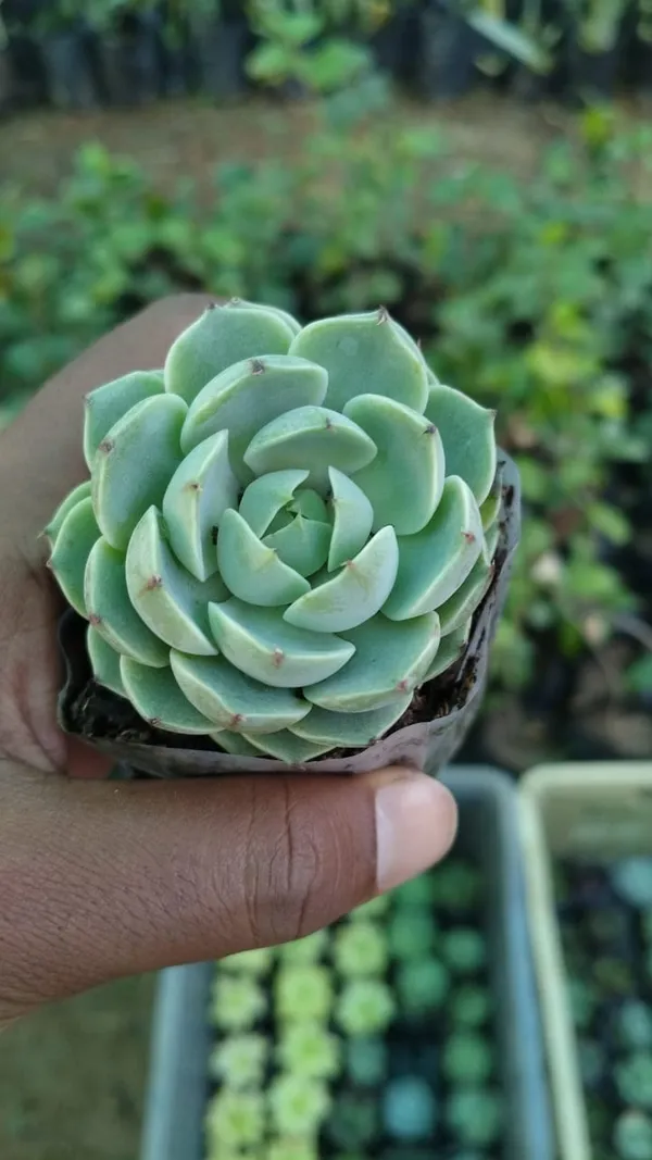 Green_Succulent_Plant_With_Pot_-_Live_Indoor_Plant
