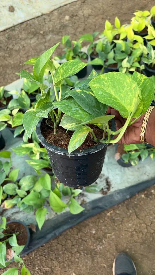Pothos_(Money_Plant)_-_Indoor_Air_Purifying_Plant_In_Nursery_Pot