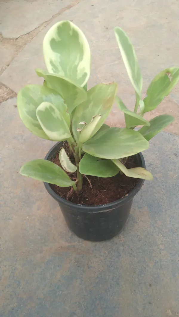 Variegated_Peperomia_Plant_In_Black_Pot
