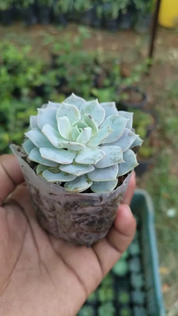 Green_Succulent_Plant_With_Pot_-_Live_Indoor_Plant