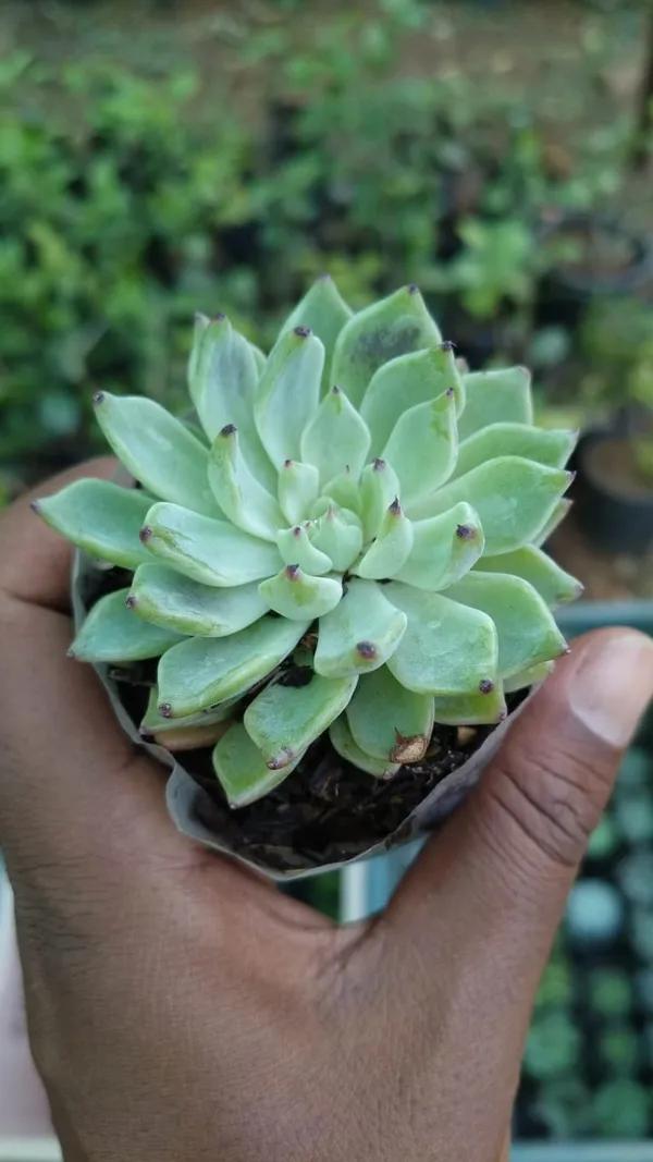 Green_Succulent_Plant_With_Pot_-_Live_Indoor_Plant