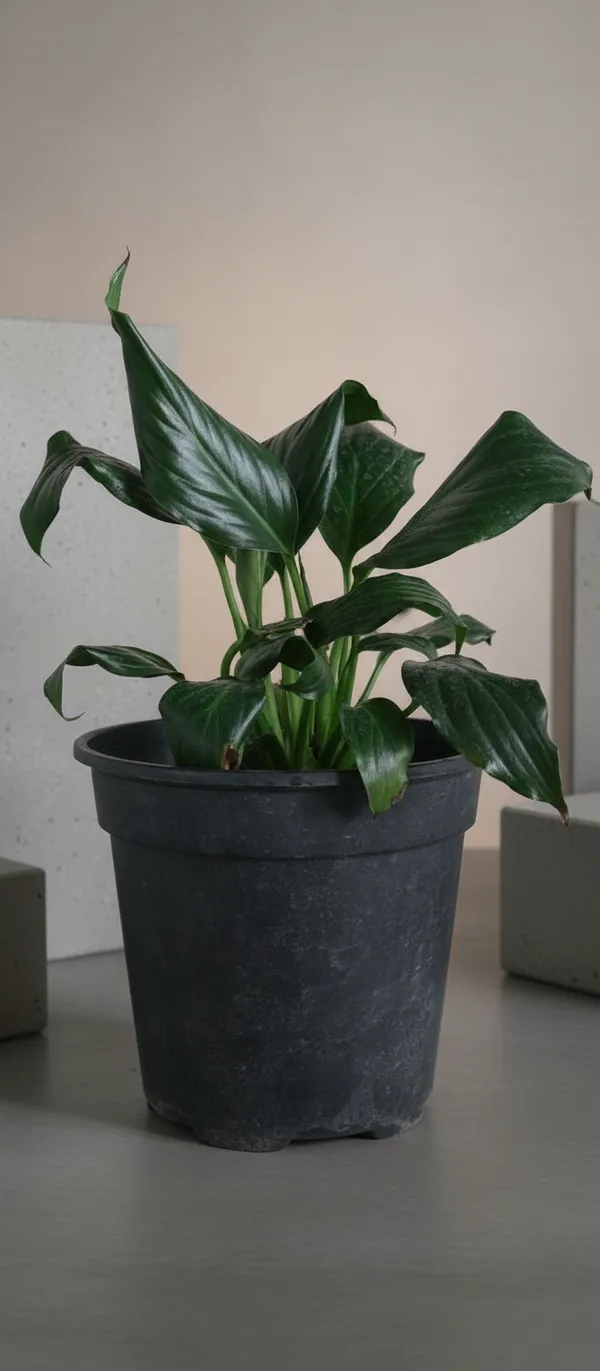 Spathiphyllum_Peace_Lily_Indoor_Plant_In_Black_Pot