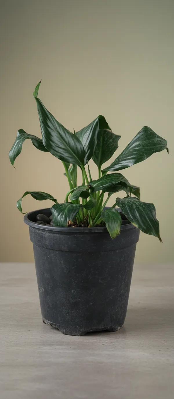 Spathiphyllum_Peace_Lily_Indoor_Plant_In_Black_Pot
