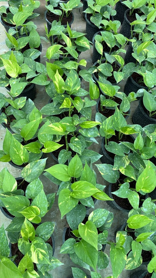 Pothos_Money_Plant_