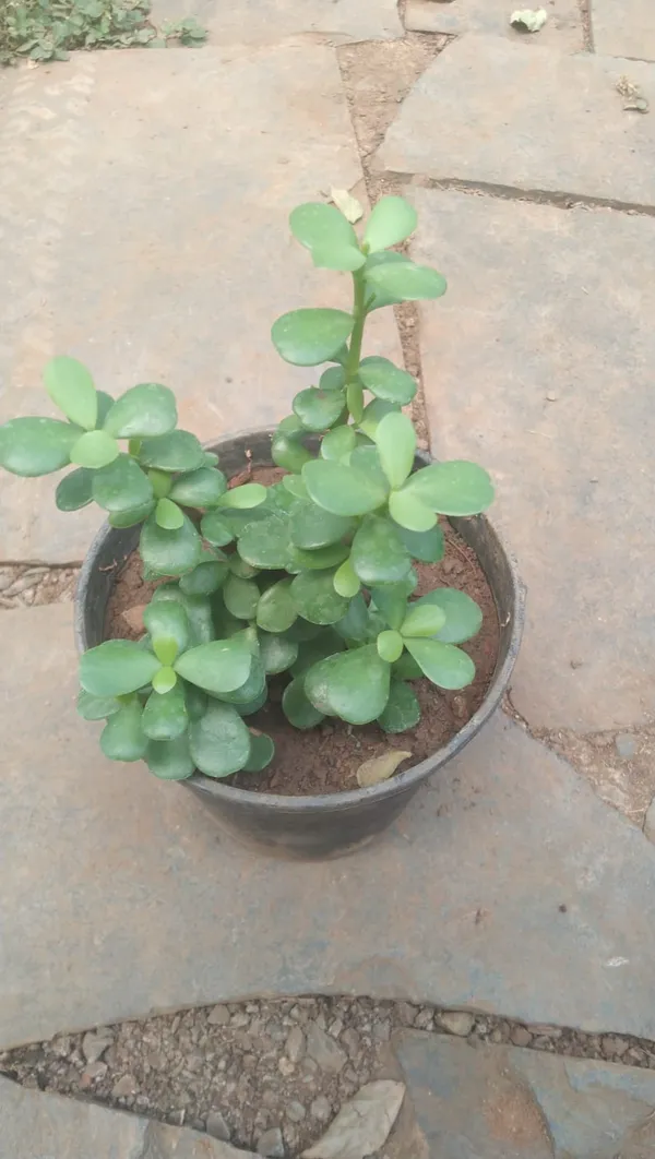 Jade_Plant_(Crassula_Ovata)_-_Indoor_Succulent_With_Pot