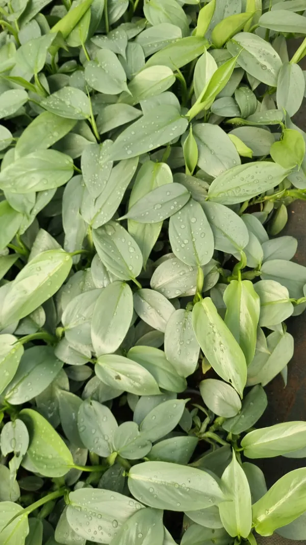 Philodendron_hastatum,_commonly_known_as_a_Silver_Sword_Philodendron.